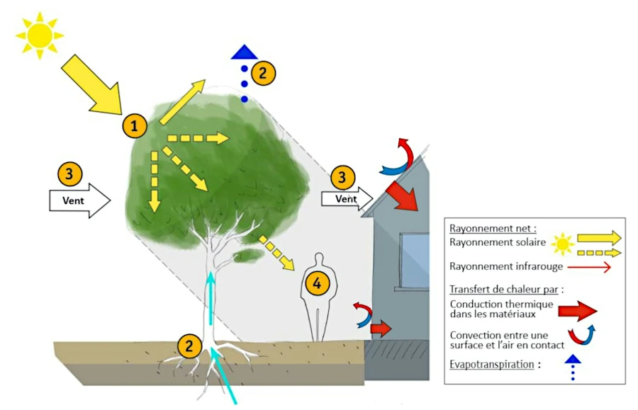 Descriptif de l'impact d'un arbre en ville